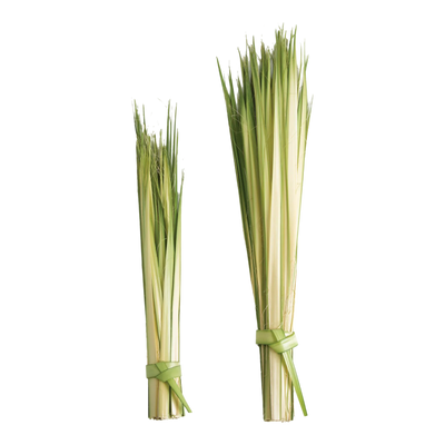 Short Palm Strips 13-20