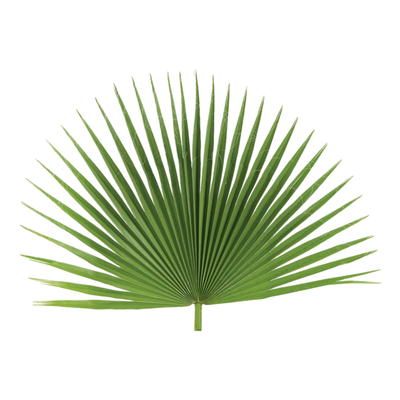 Fan Palm | Altar Decor