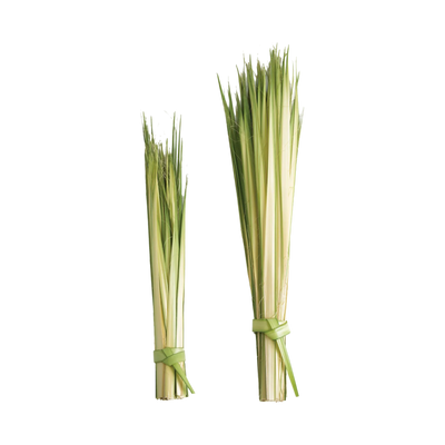 Long Palm Strips 24-36