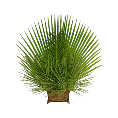 Mediterranean  Palm | Altar Decor