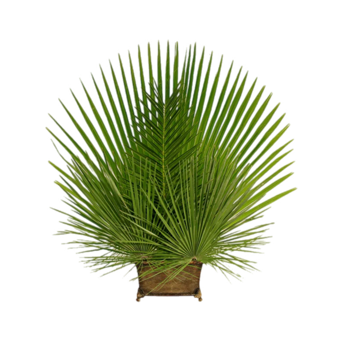 Mediterranean Palm | Altar Decor