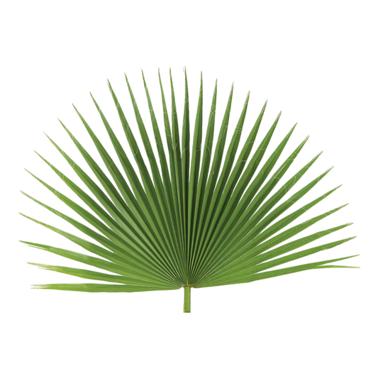 Fan Palm | Altar Decor