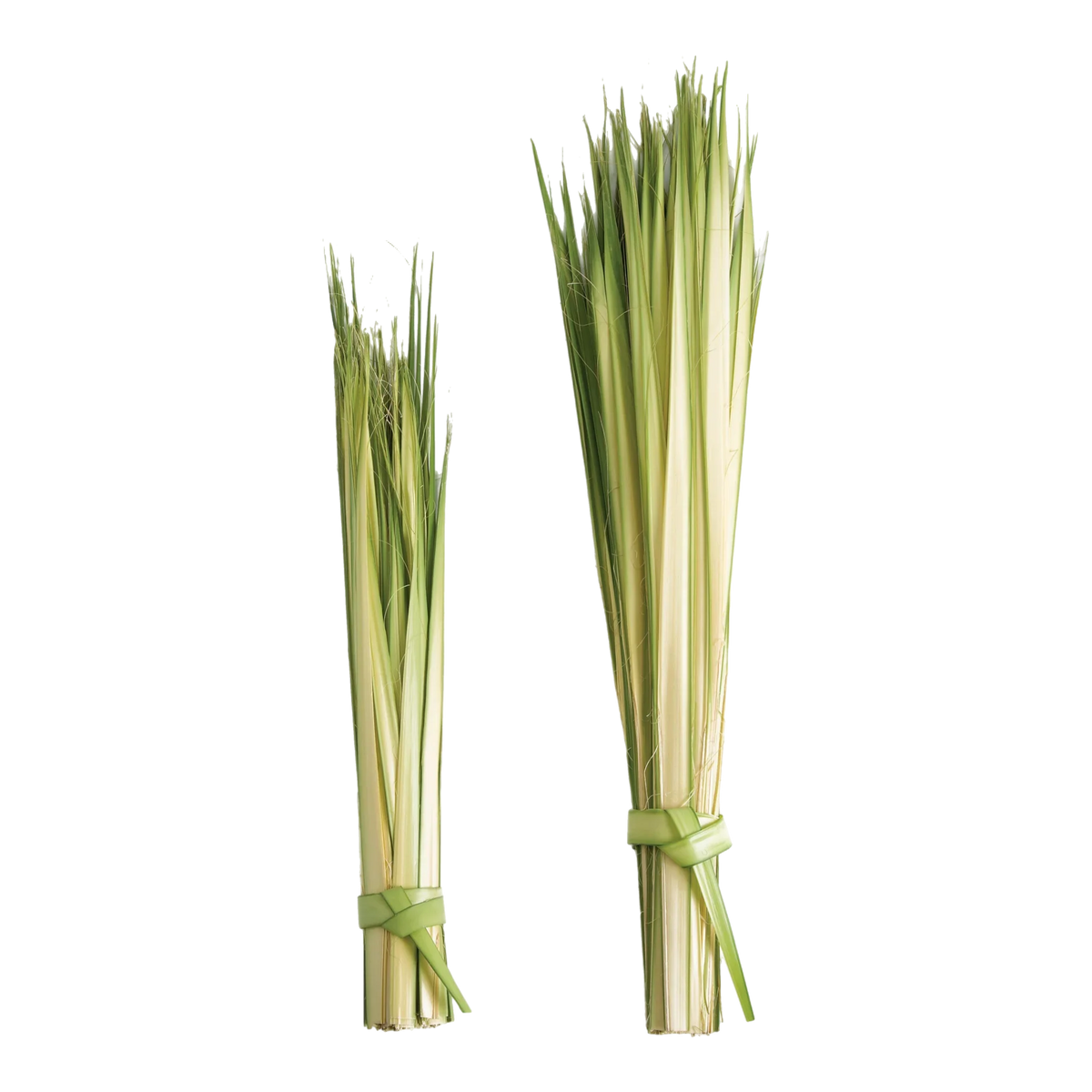 Long Palm Strips | 24" - 36"